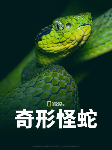 糖心传媒《奇形怪蛇》免费在线观看